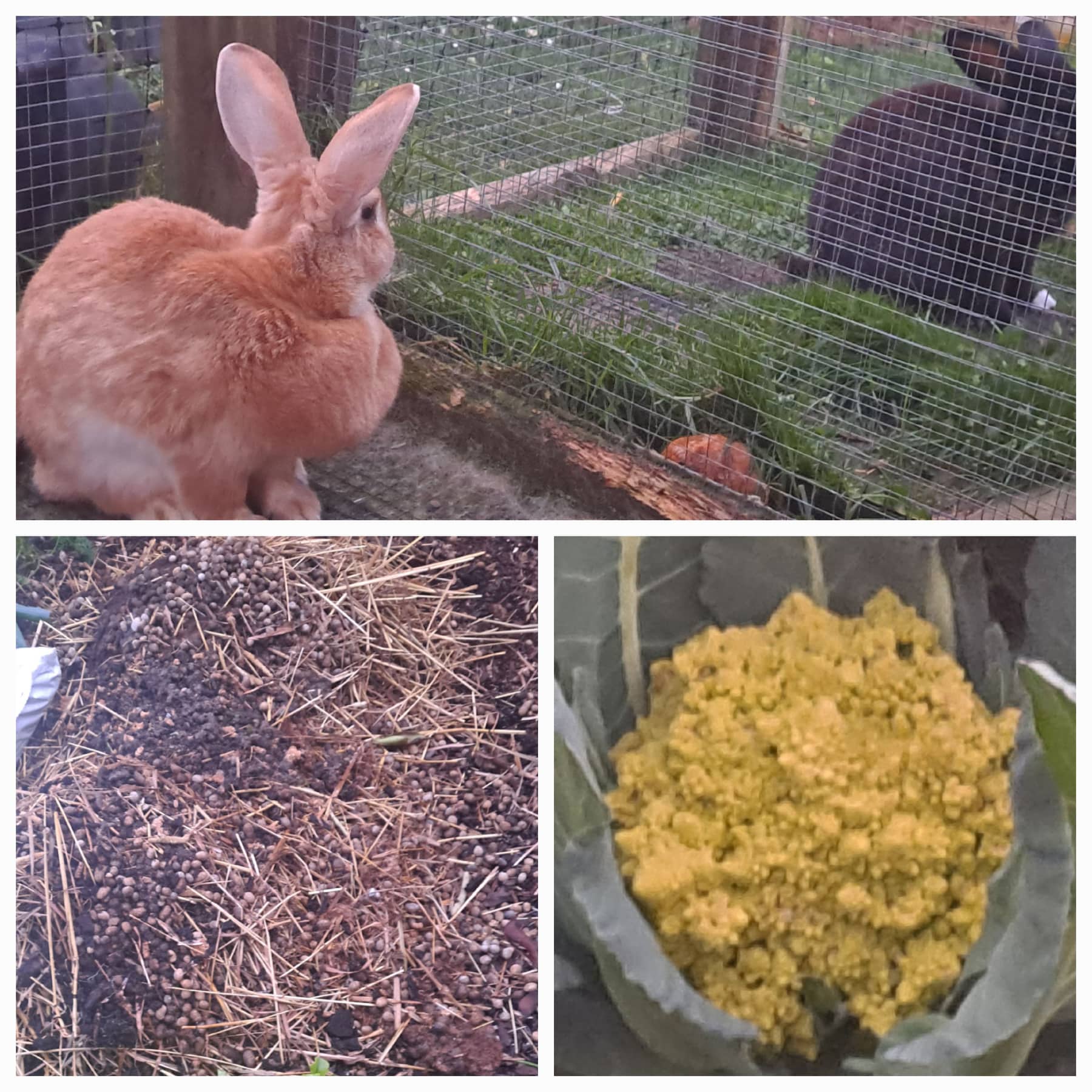 The Quiet Garden Helpers