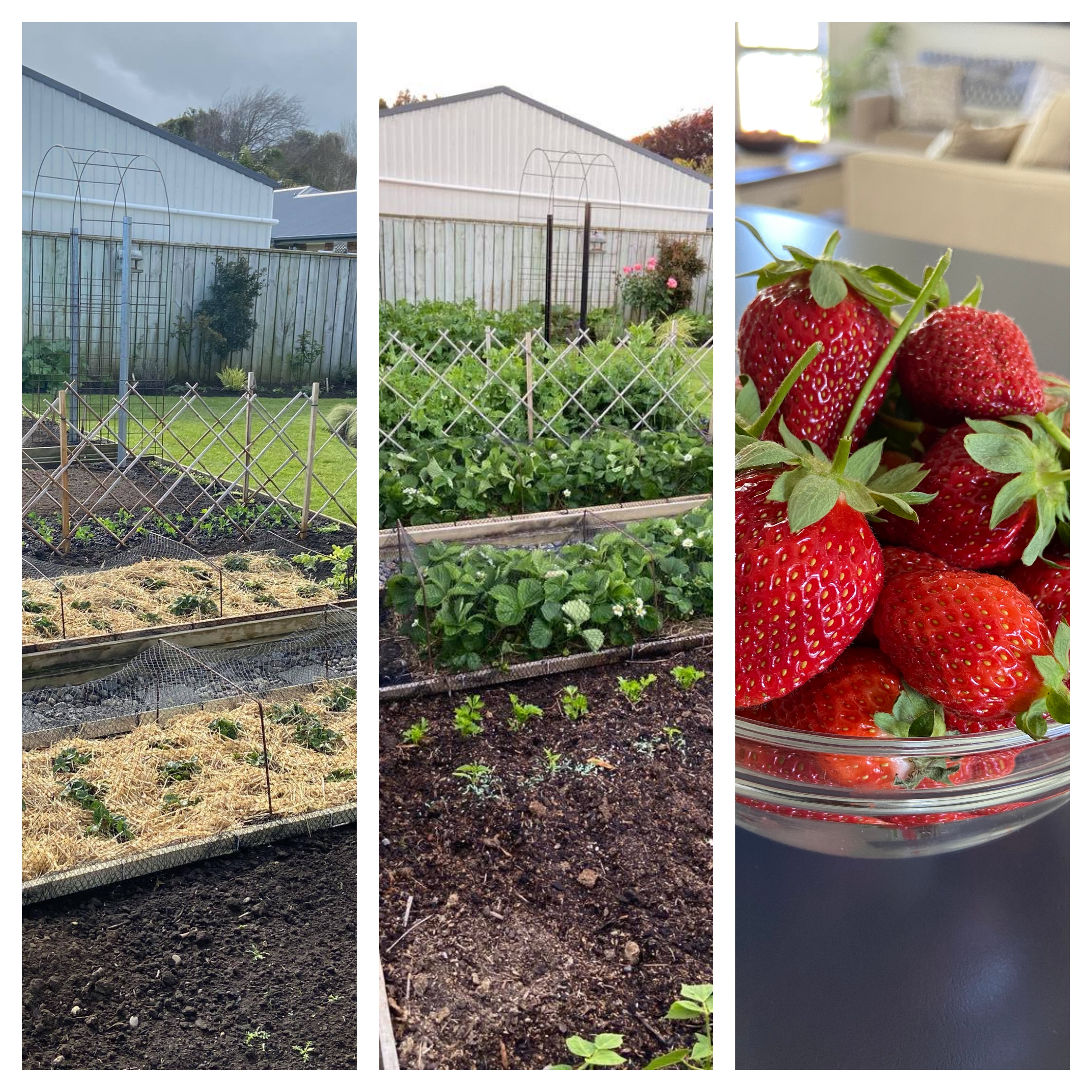 The Sweet Taste of Summer