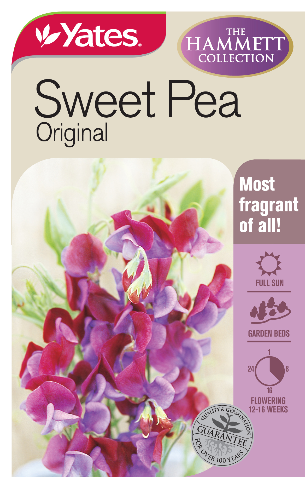 Sweet Pea 'Original'