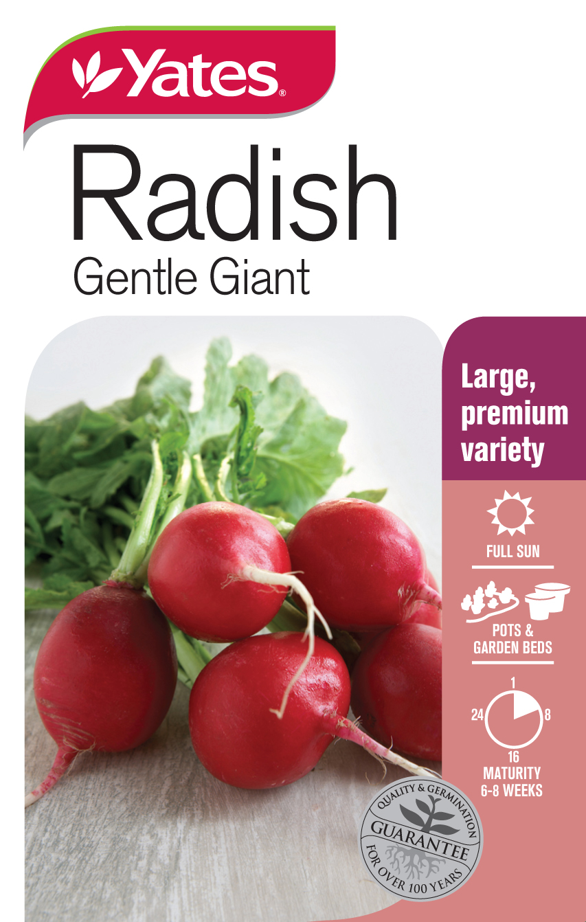 Radish 'Gentle Giant'