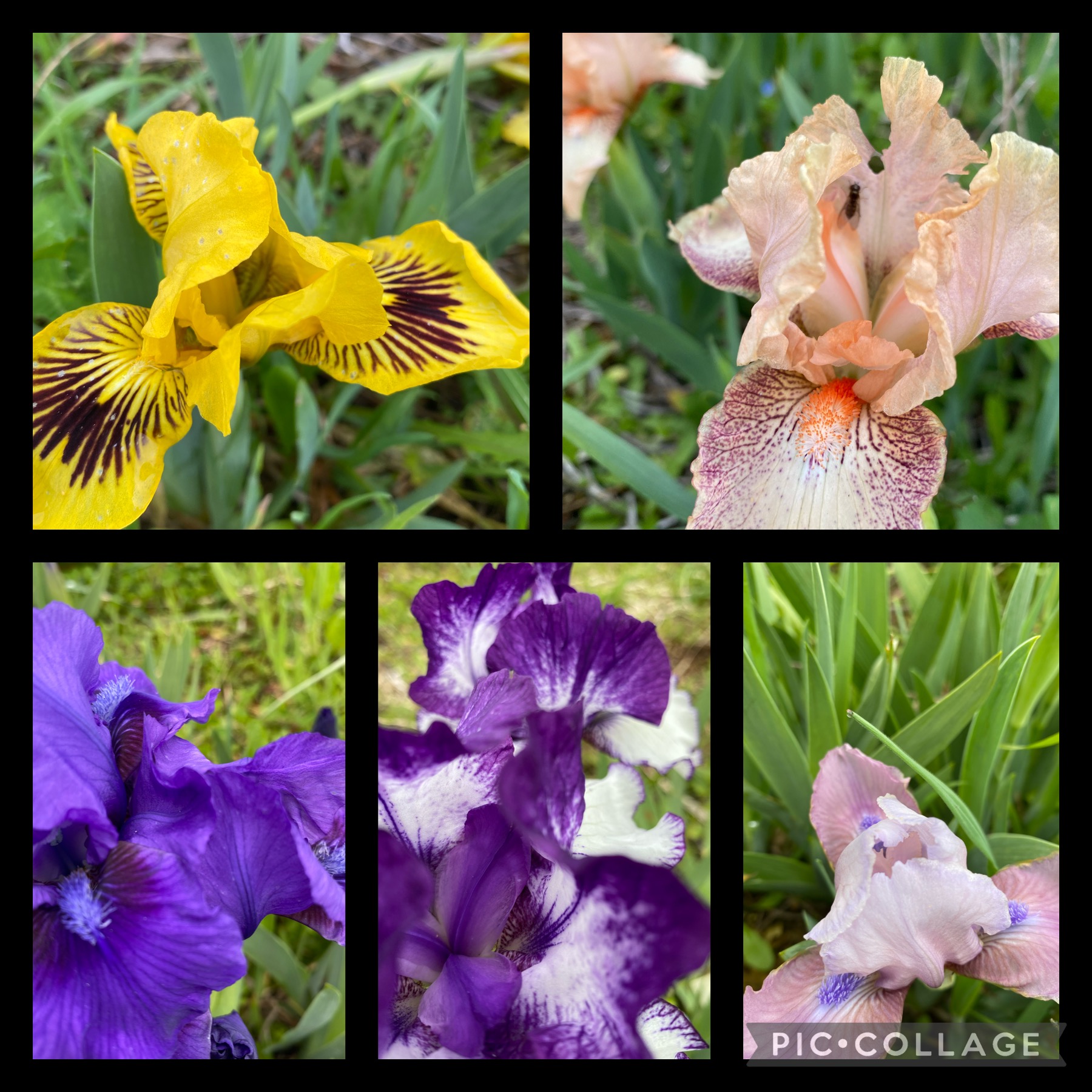 Bearded Iris 