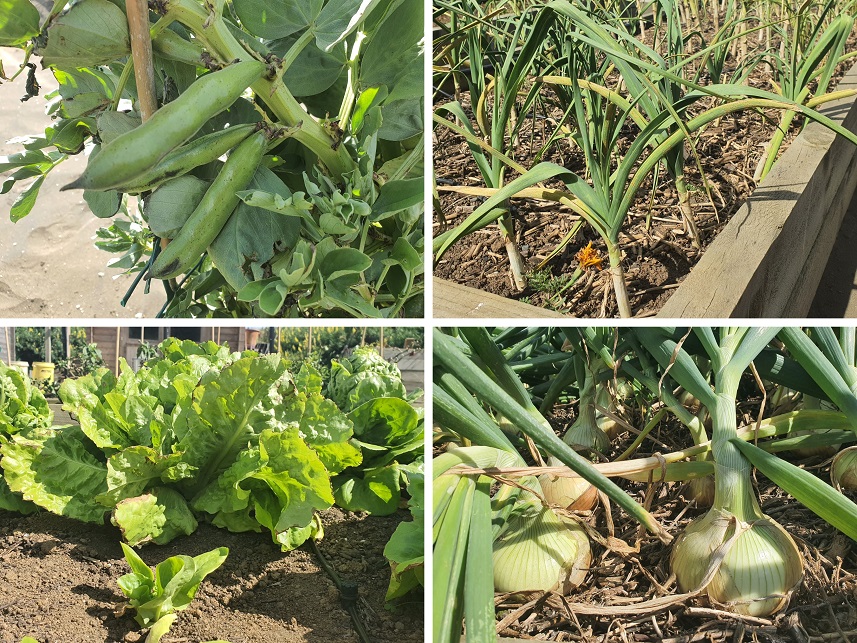 Starting to see a harvest.