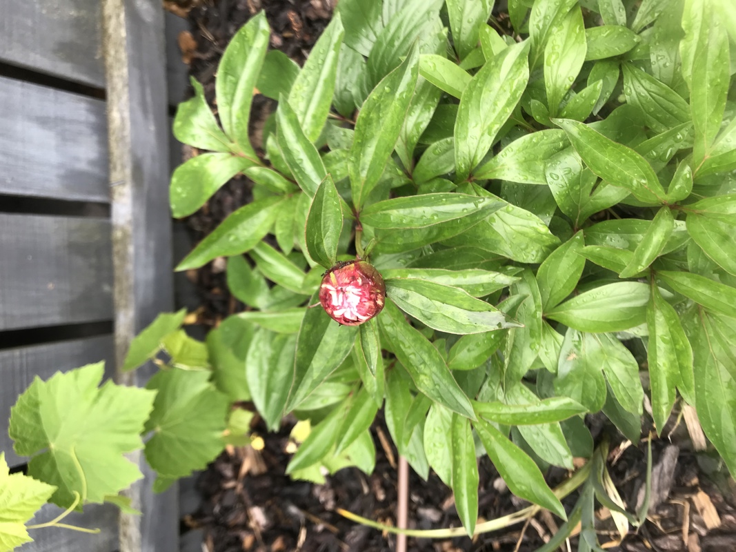 Peonies making me happy