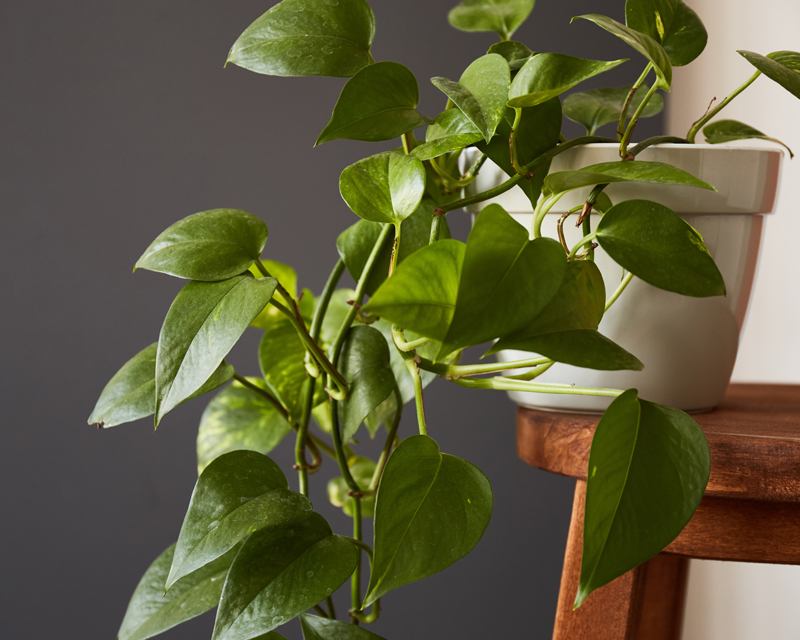 Devil's Ivy