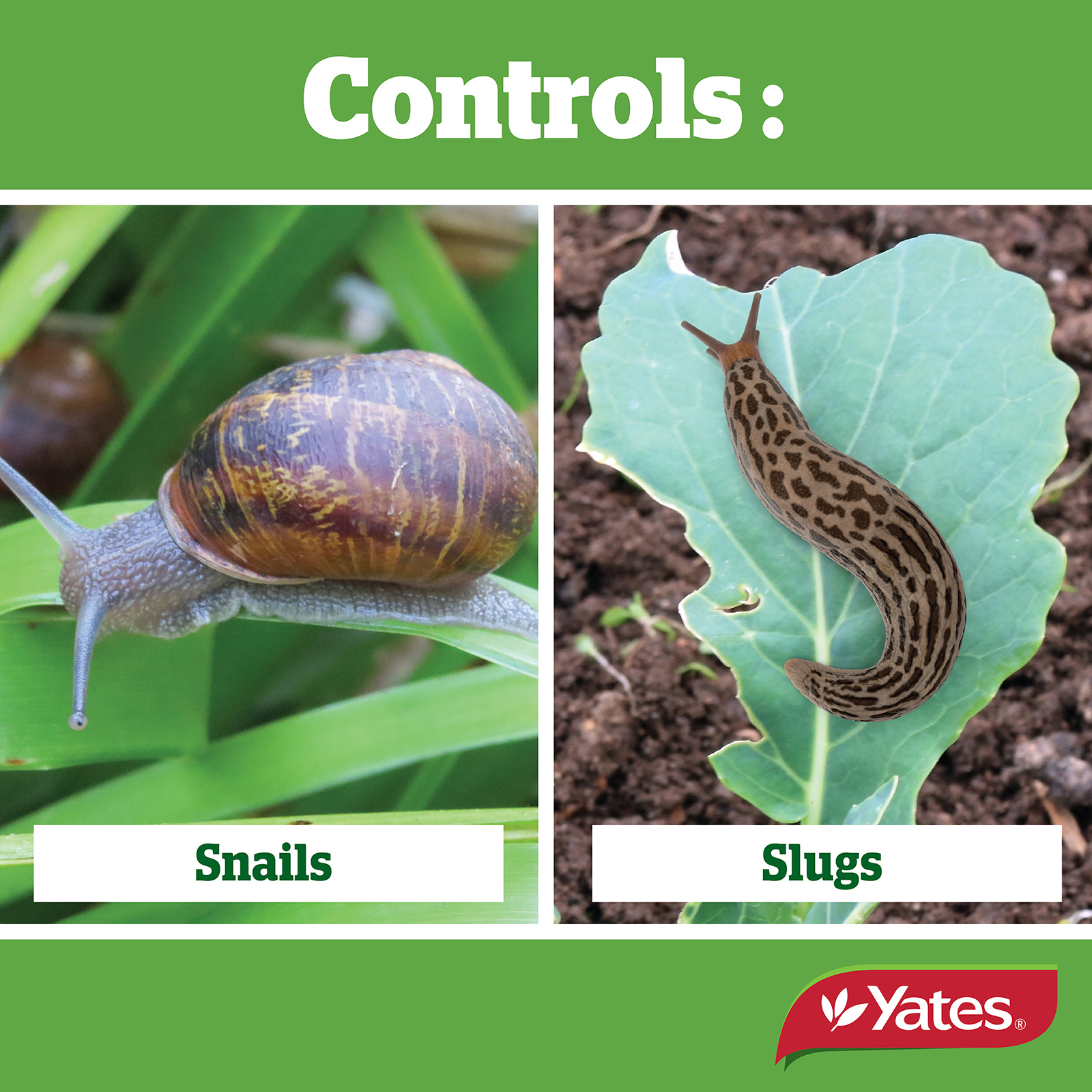 Yates Web Info SLUG AND NAIL 05