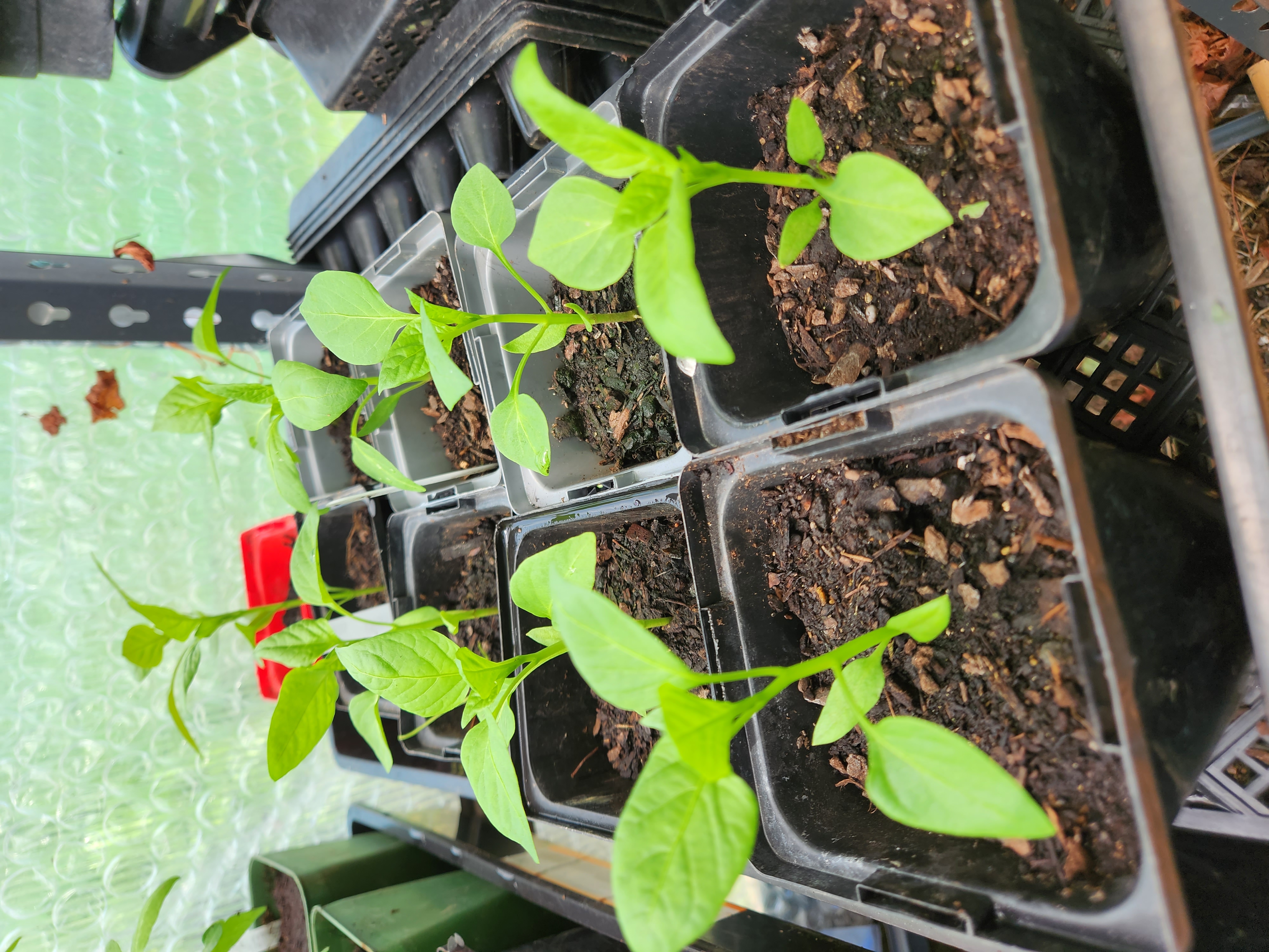 Tomatoes Needing my Attention