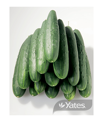 Cucumber Burpless Product