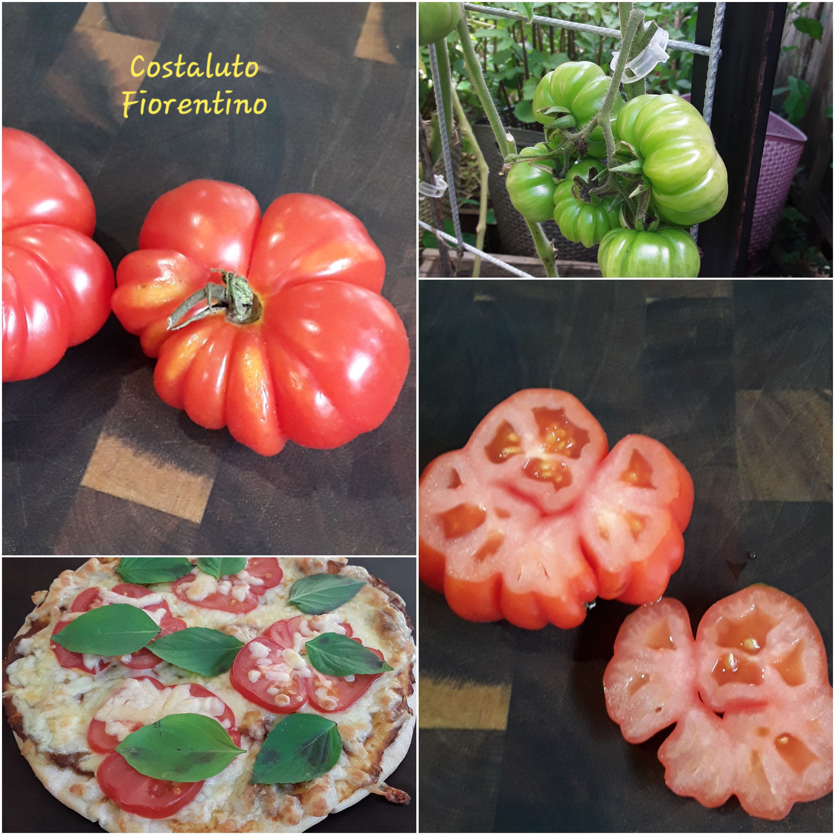 Costaluto Fiorentino.. Final.