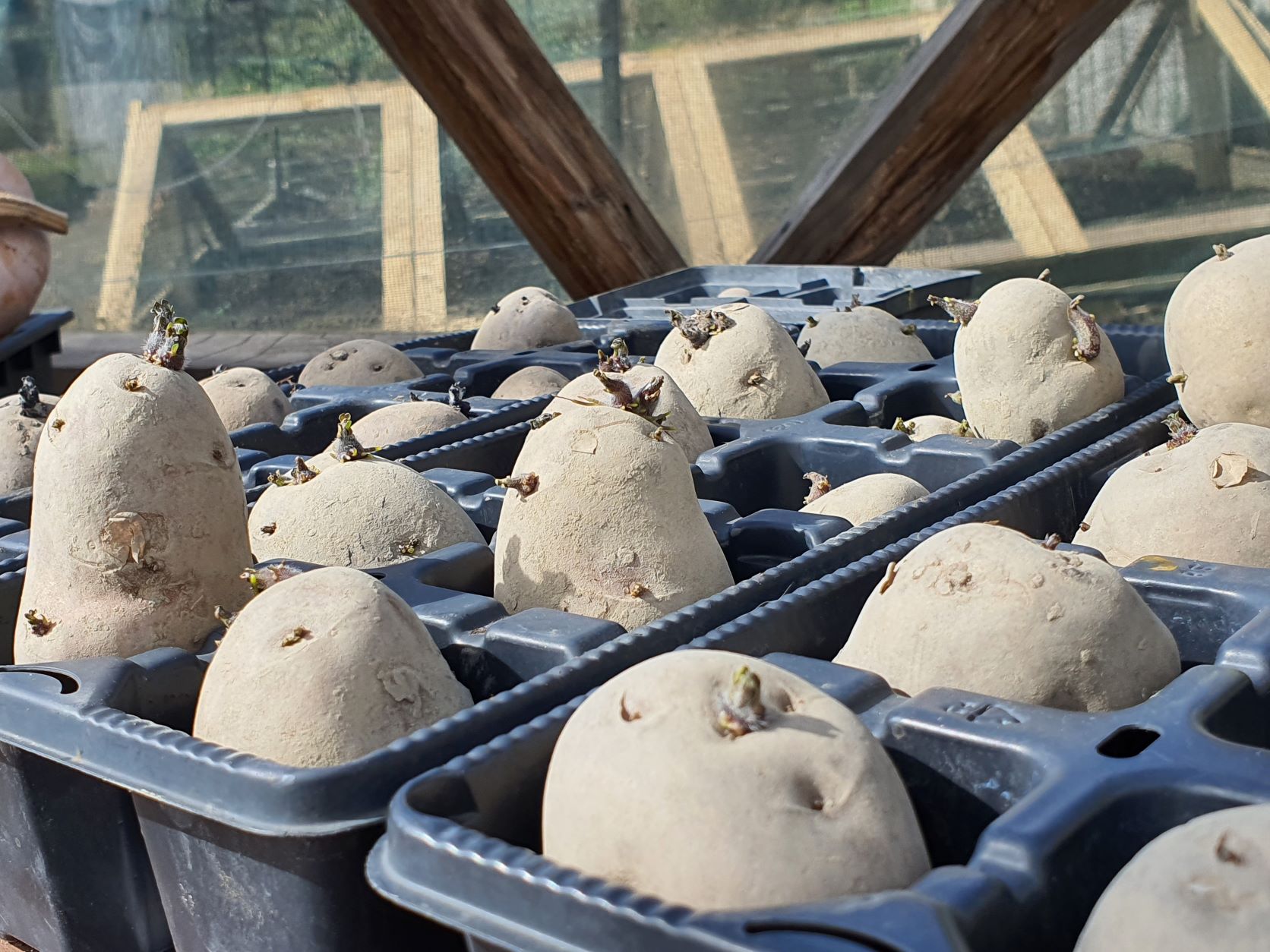 Welcome to the 2022 Spring Vegie Growing Challenge