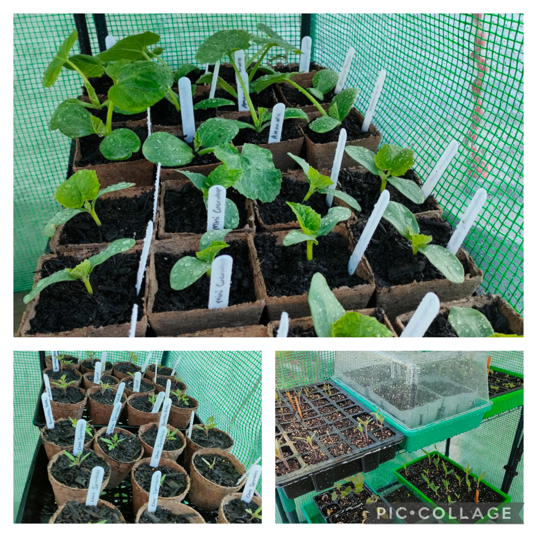 New greenhouse means more plants