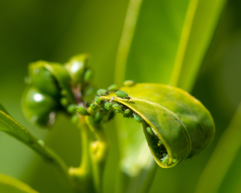 Solving Citrus Problems