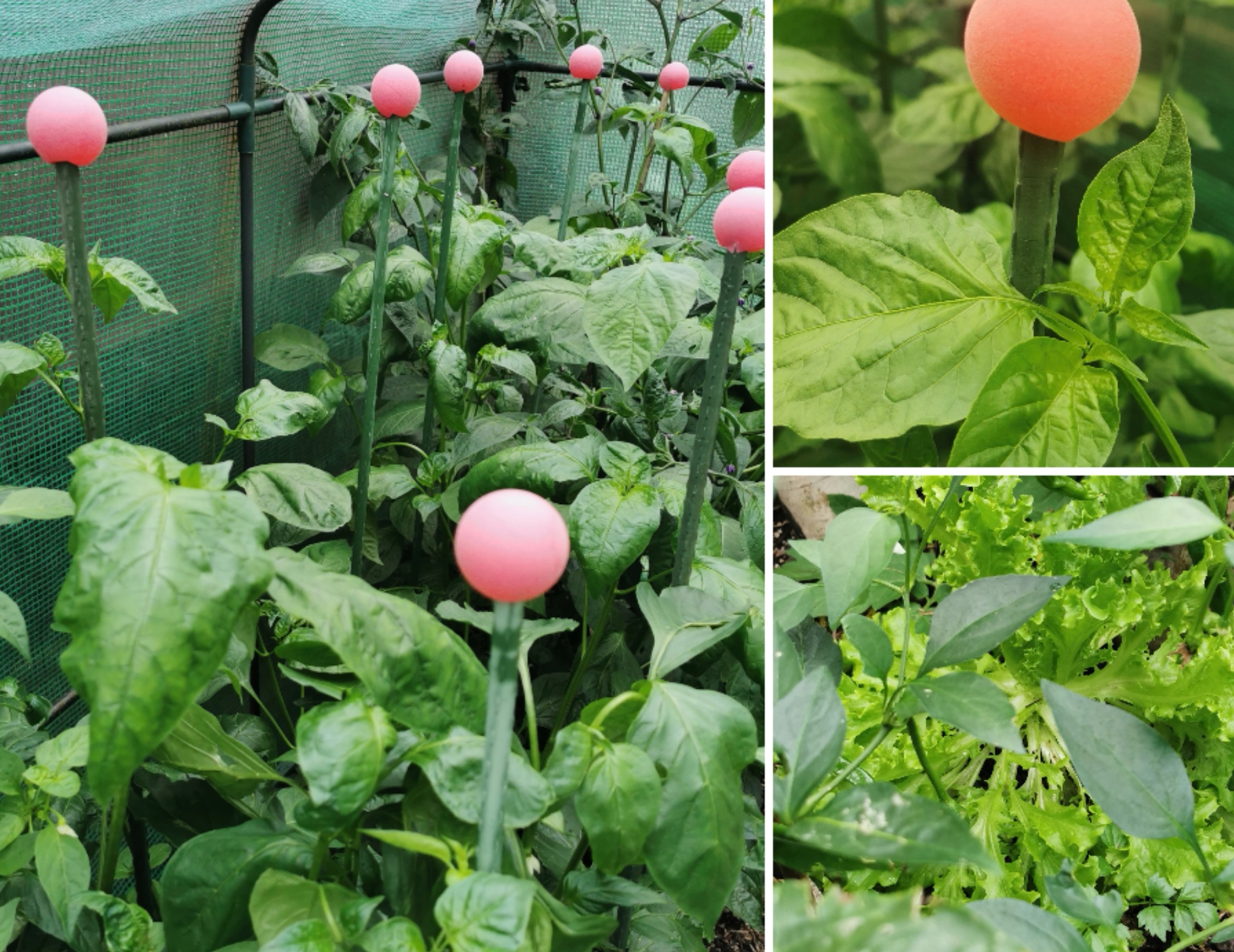 Malawi Picante and some Pepper learnings. 