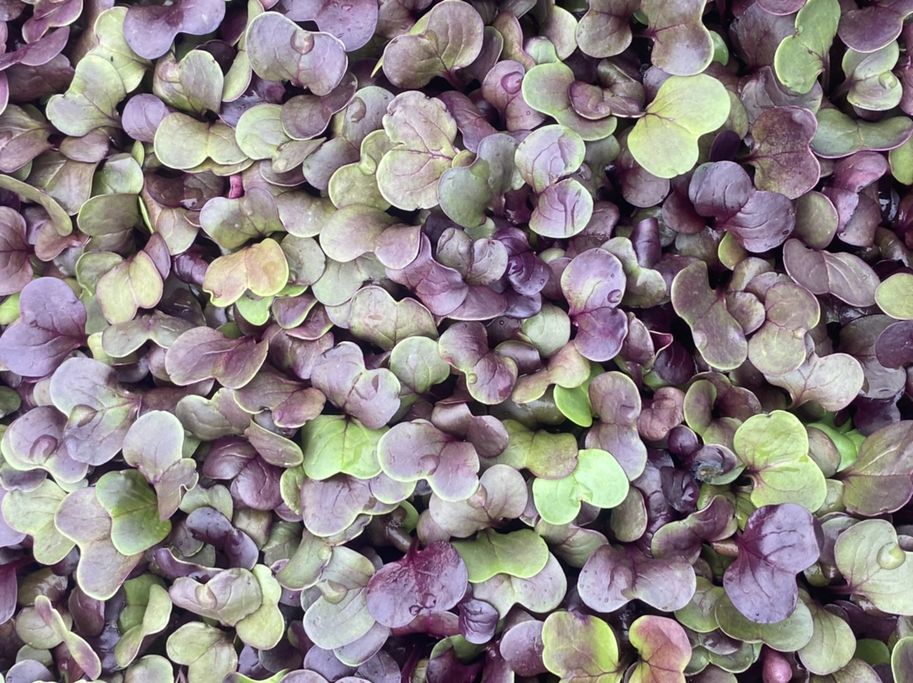 Micro greens 