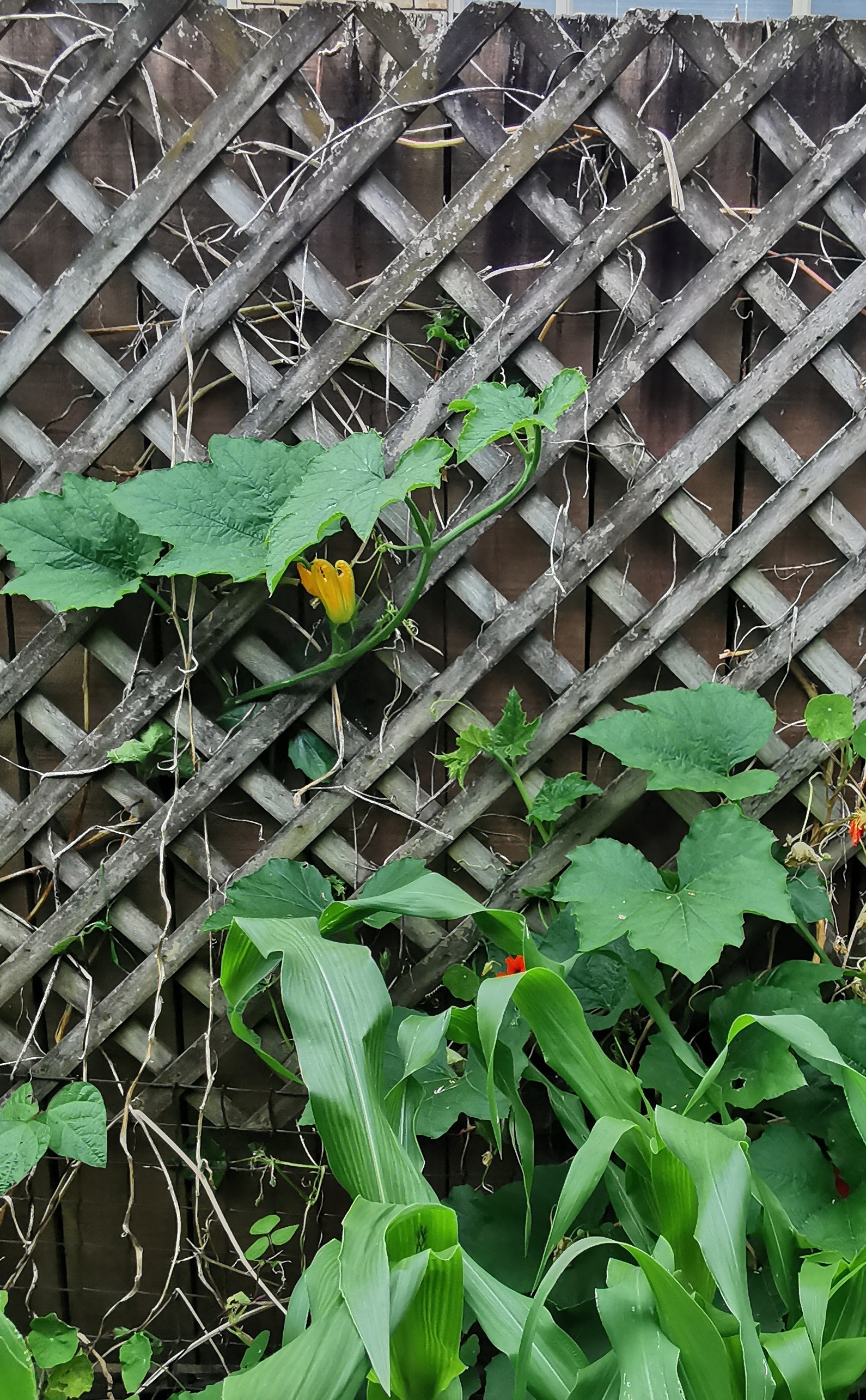  Gem Squash for me, not the pigs! 