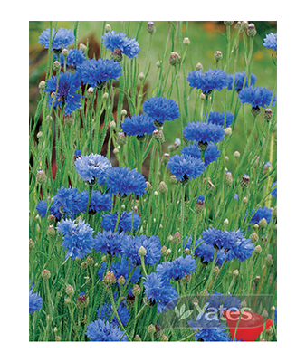 Cornflower Mystic Blue Product