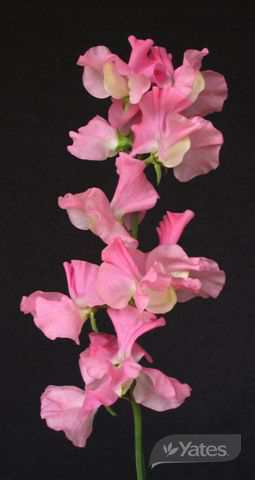 Flower Sweet Pea Pink Diana Product