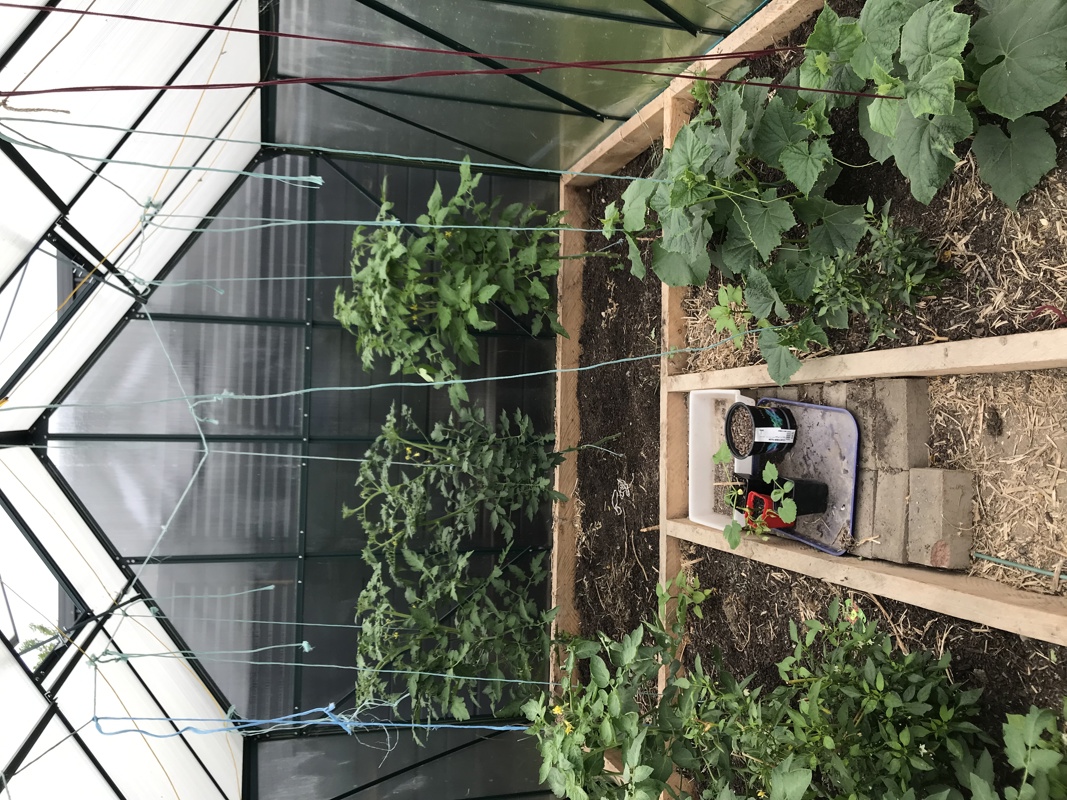Greenhouse starting to fill out