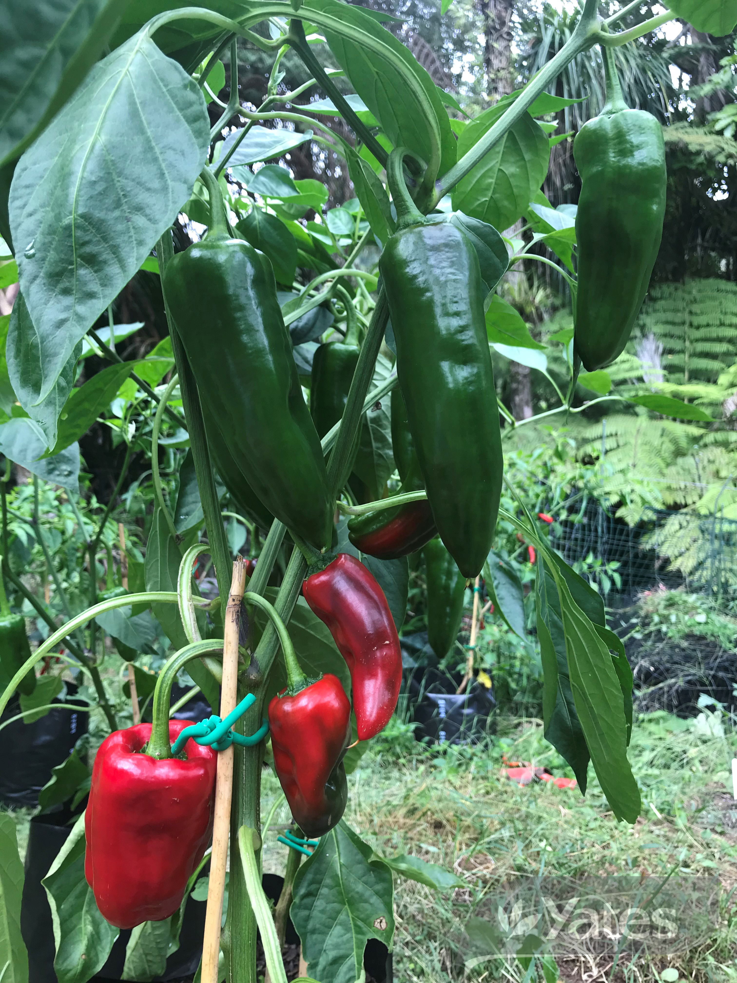 Yts Capsicum Corno Di Toro In Situ Product