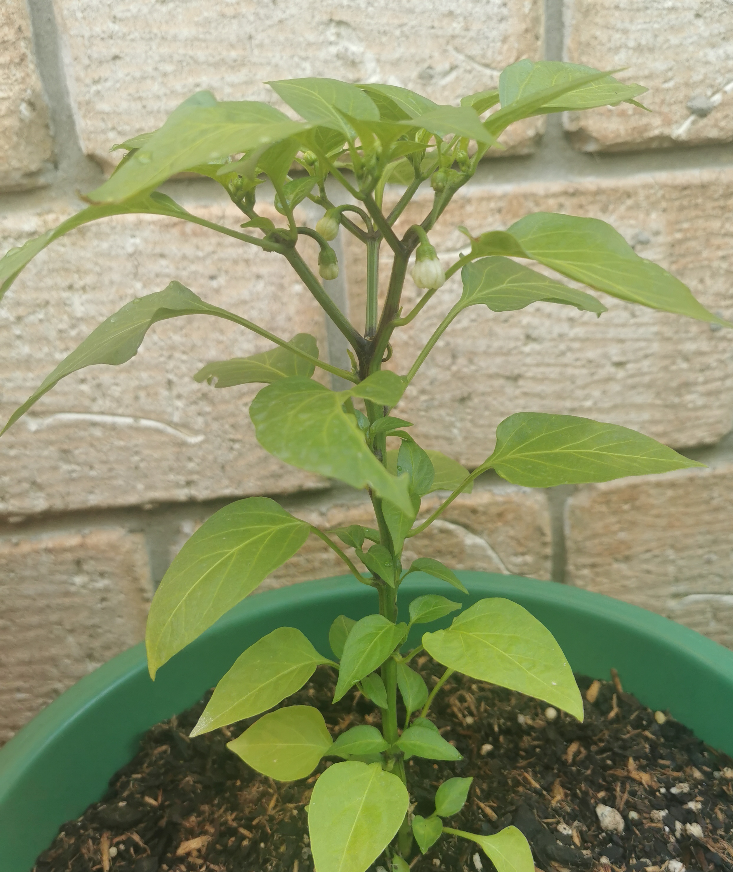 Capsicum Lunchbox Red. 