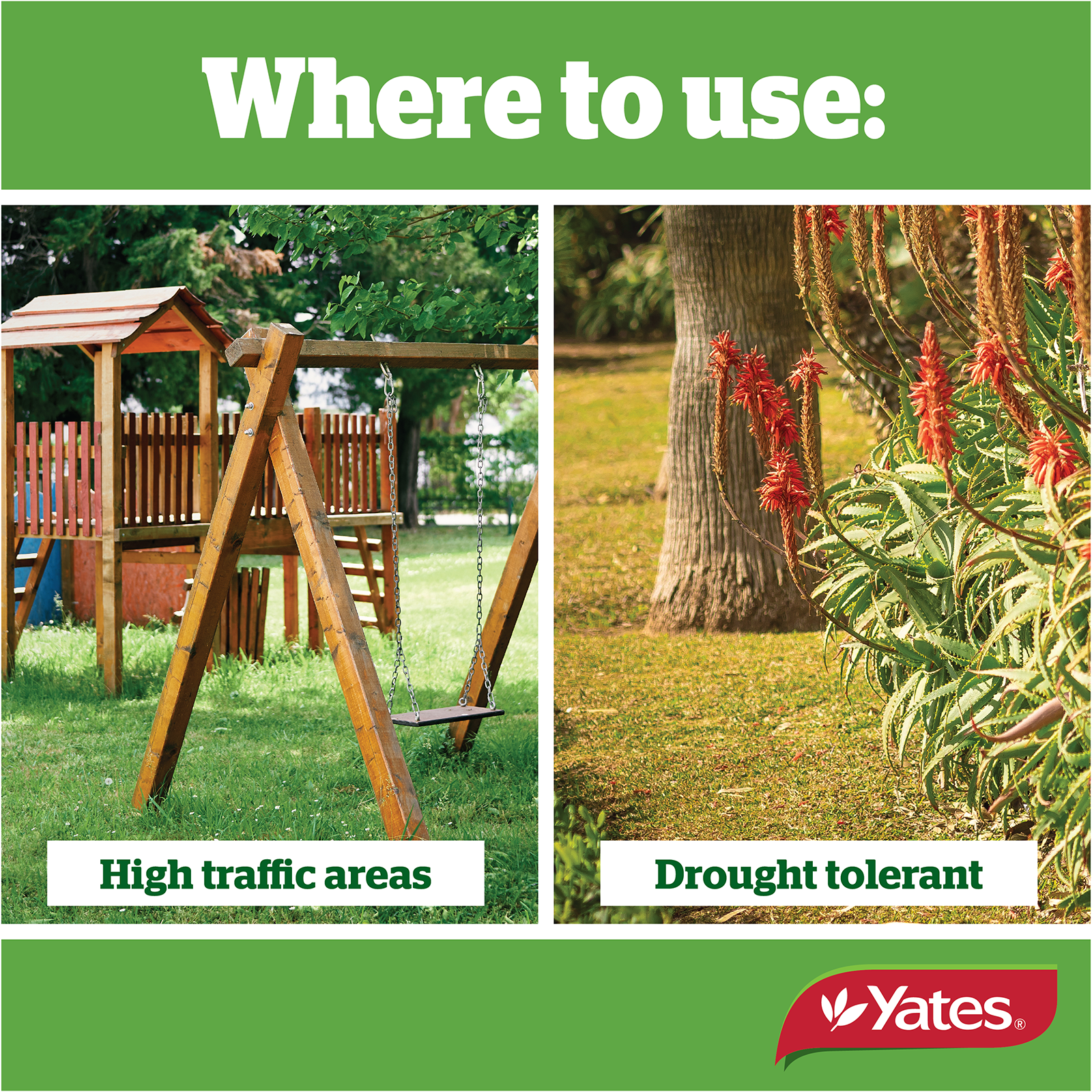 Yates Tall Fescue V2 02