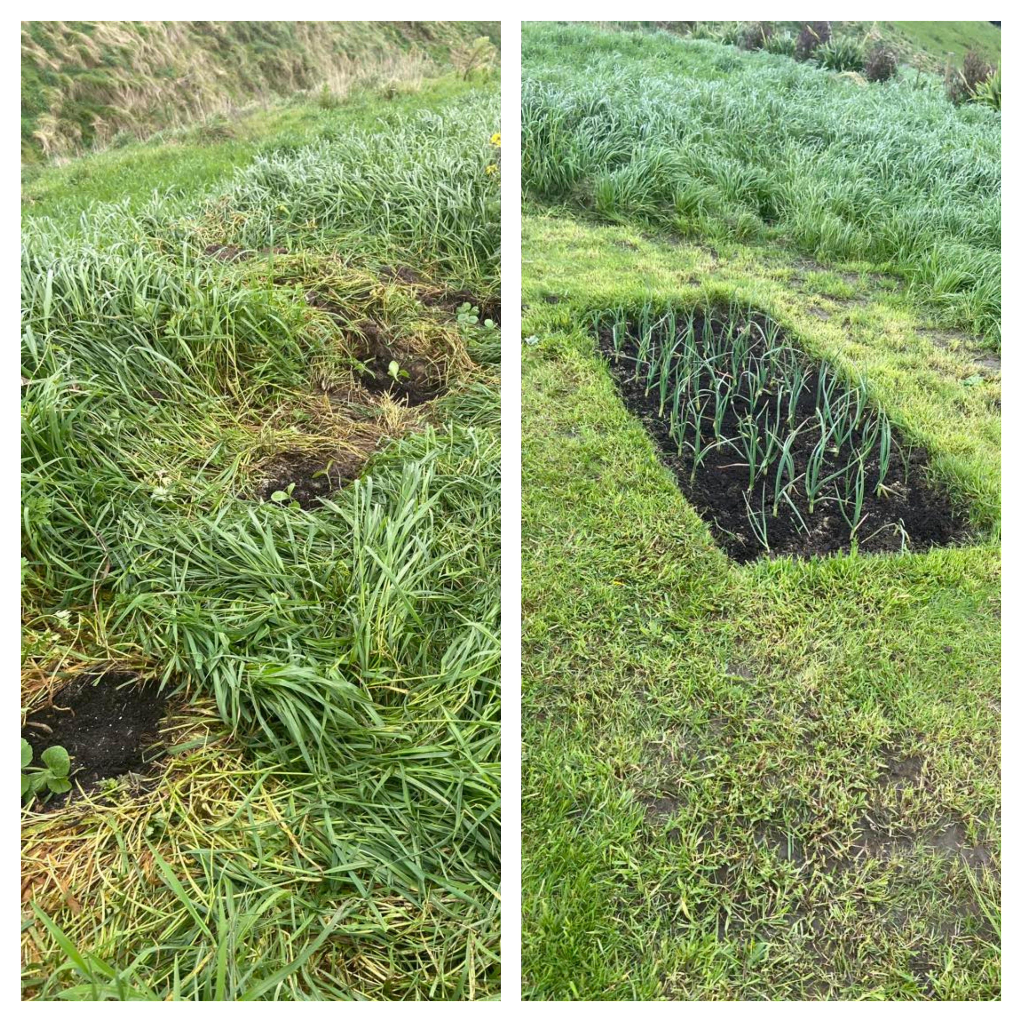 Long Distance Gardening