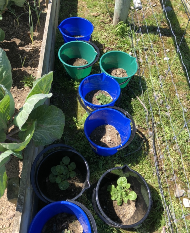 Update on the kids growing