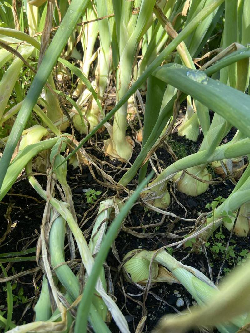 Allium time.