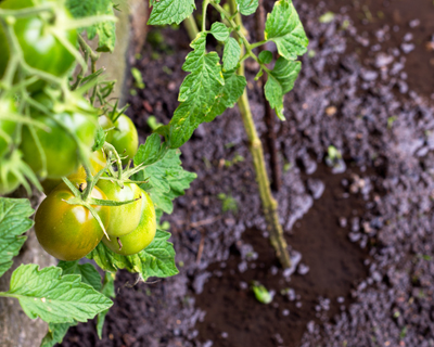 Weather & Garden Safety