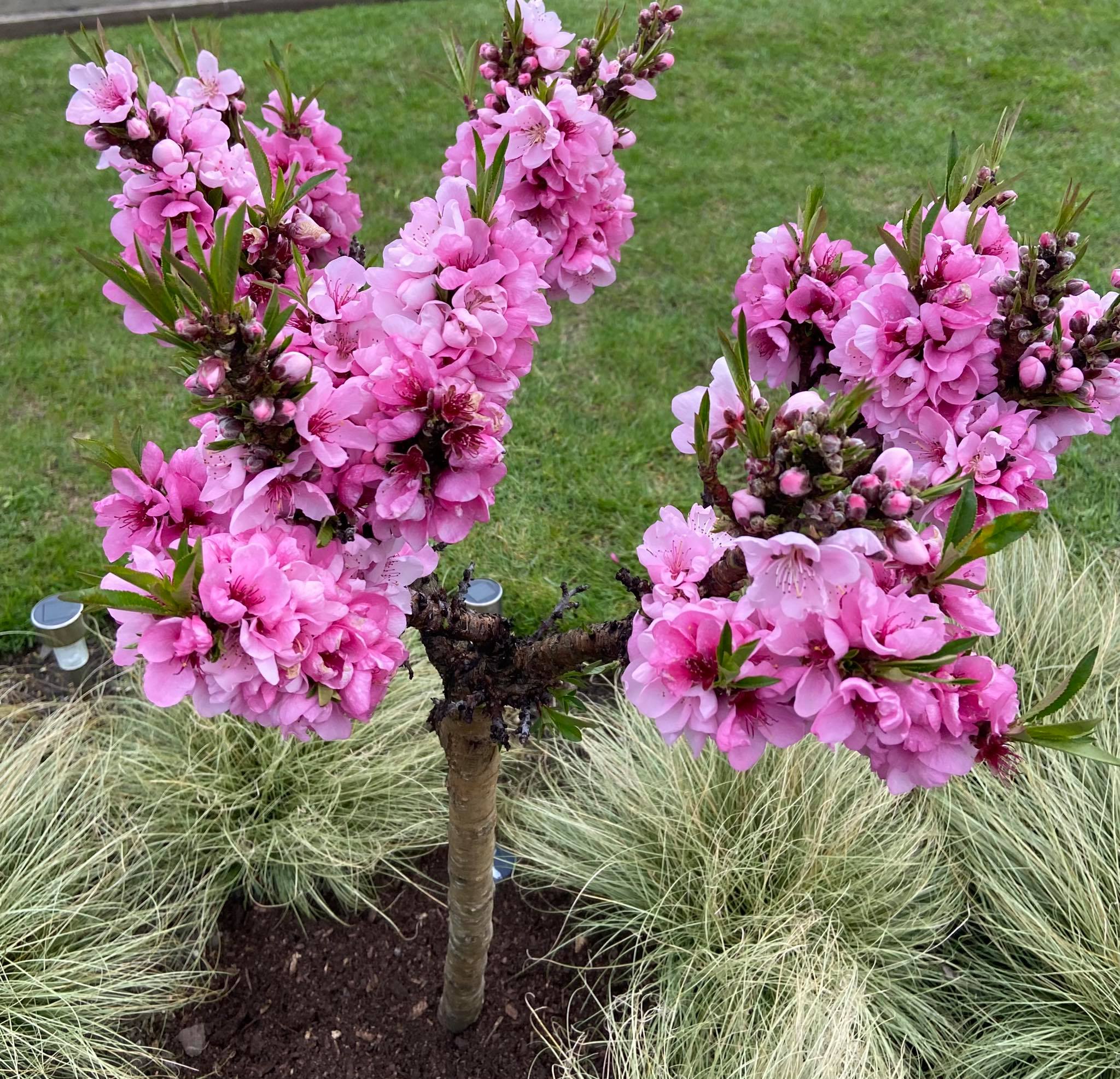 Full of promise... but not.