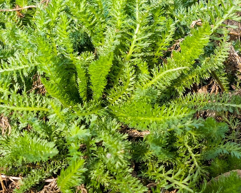 Yarrow