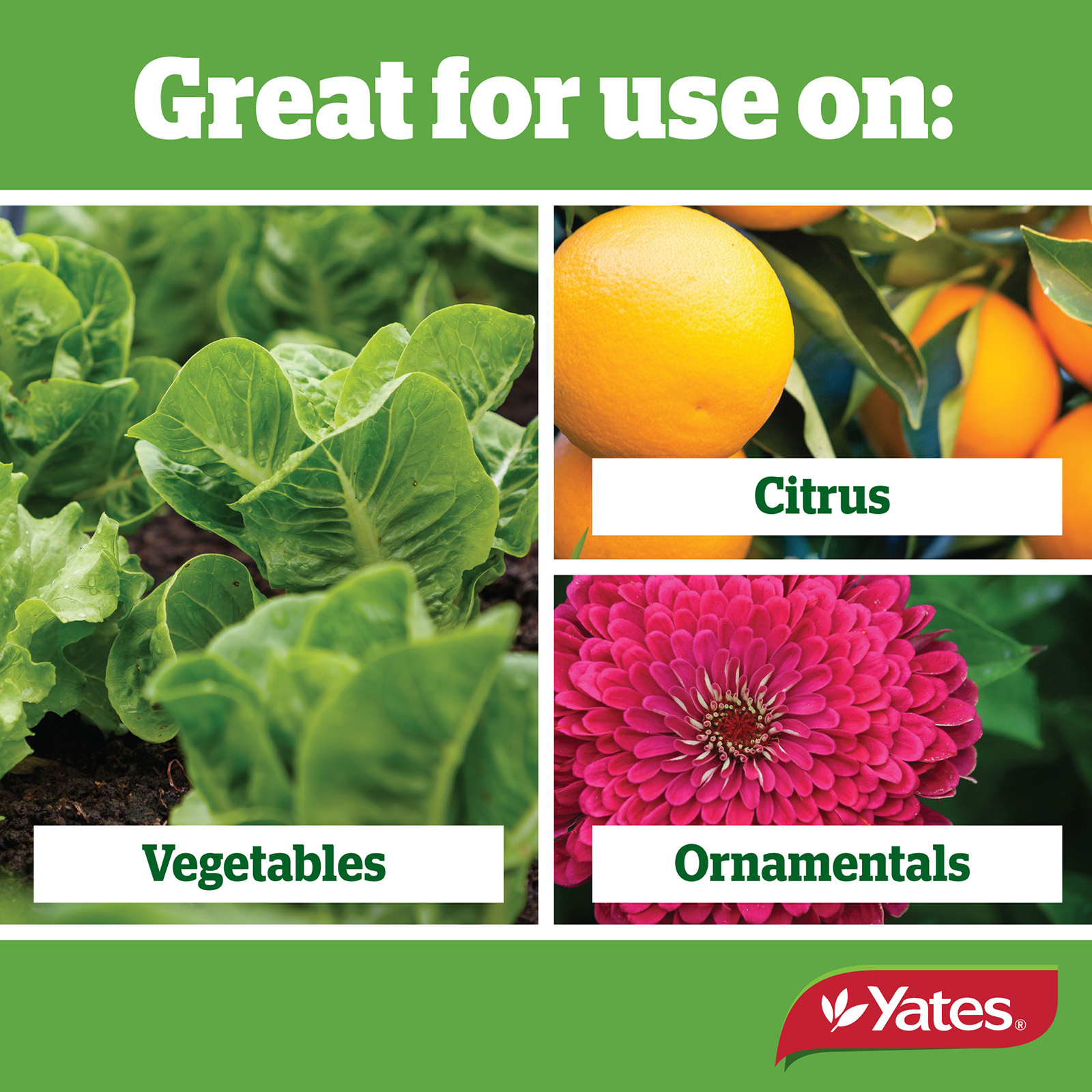 Yates Web Info Pyrethrumv2