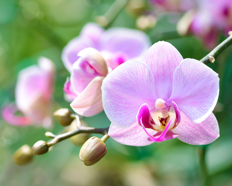 Colour for Your Winter Garden