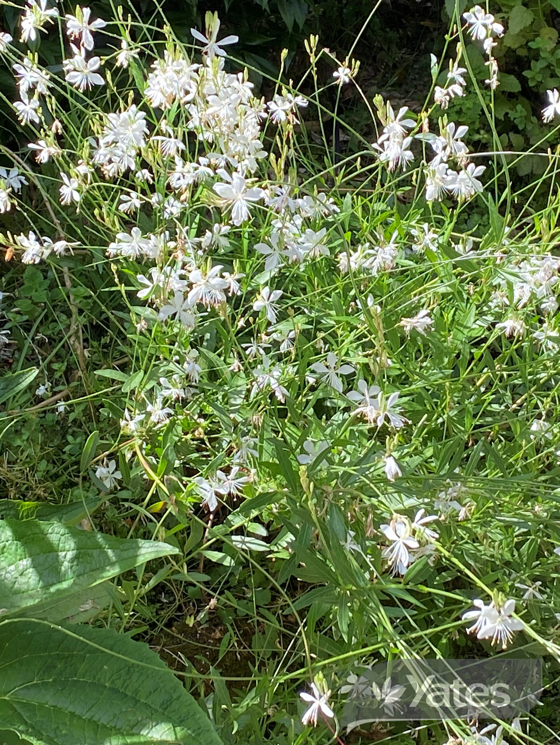 Yts Gaura Sparkle White In Situ Product