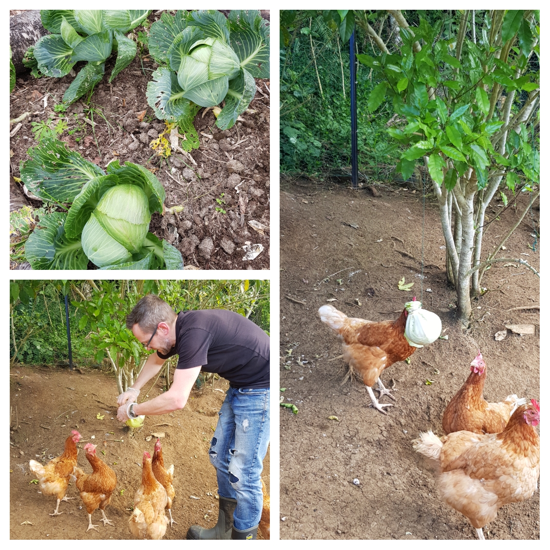 One man's failure is six chickens delight