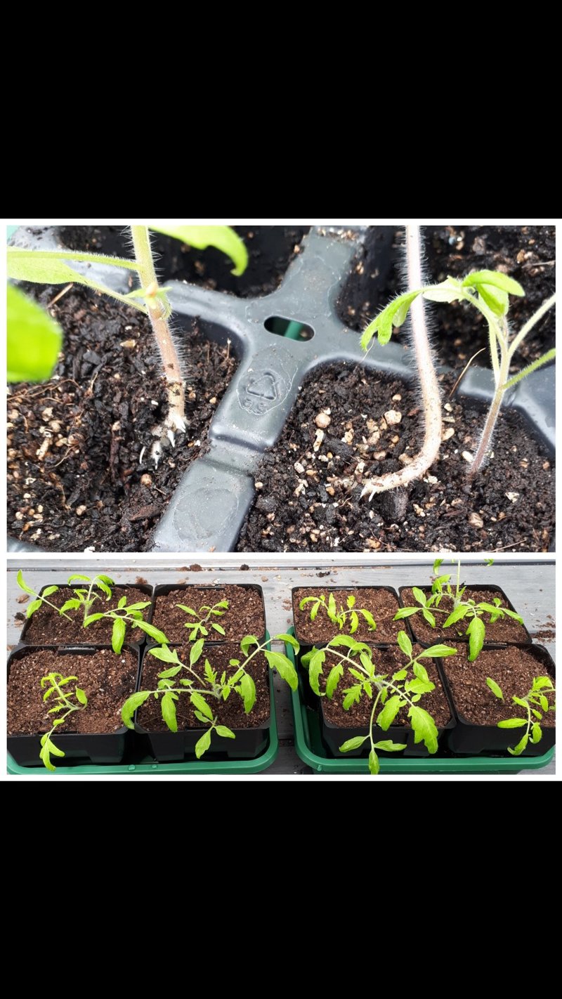 Transplanting tomatoes 
