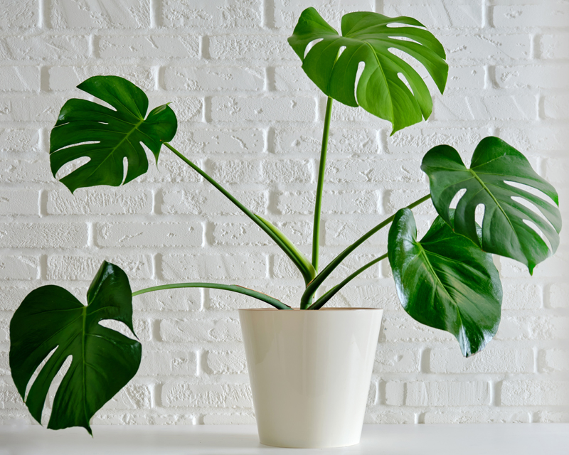 Monstera