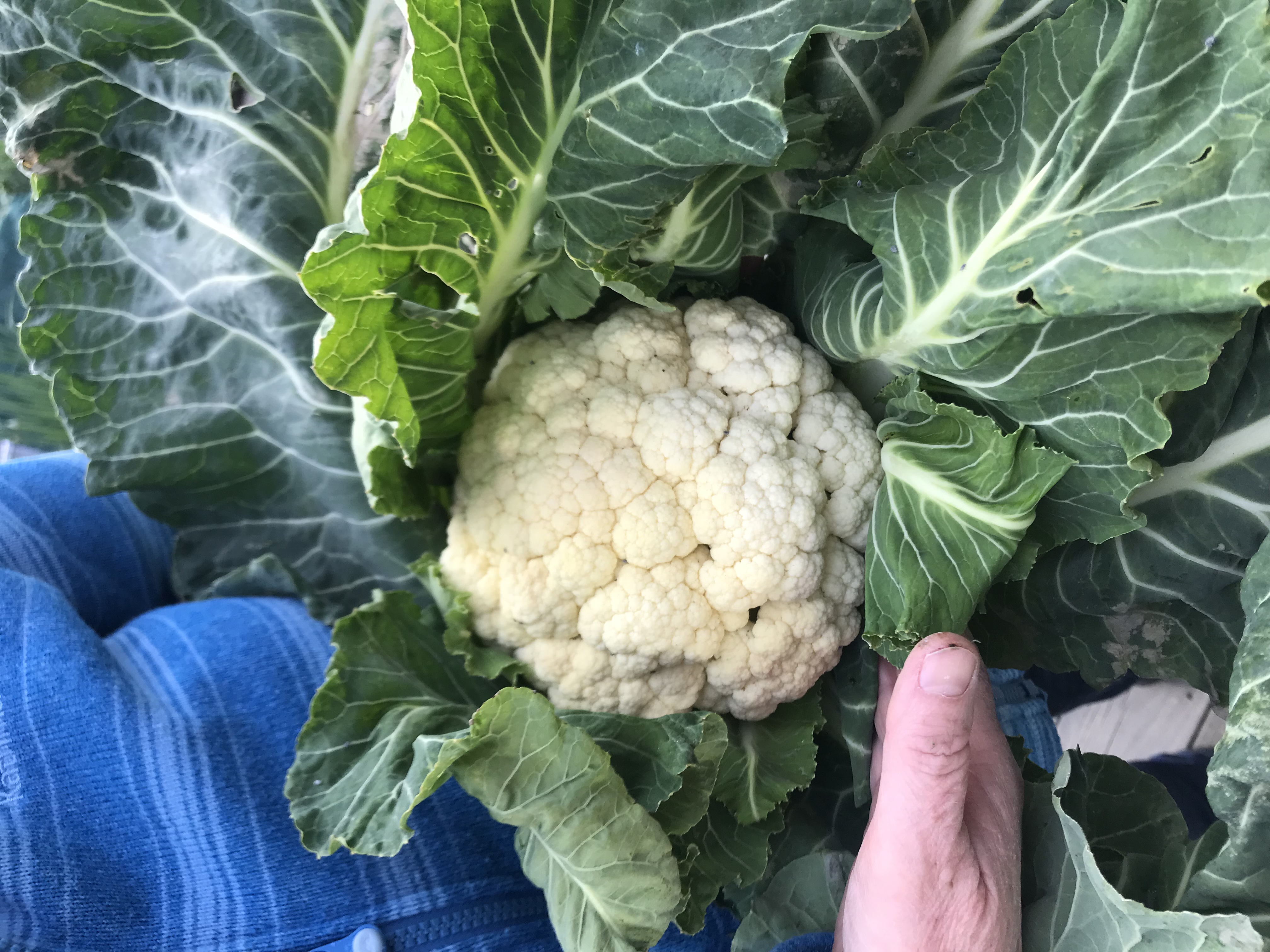 Picked a good looking cauli