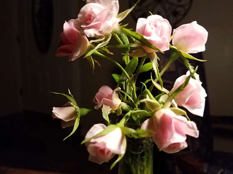 A Miniature Hybrid China 'Cécile Brünner' rose.