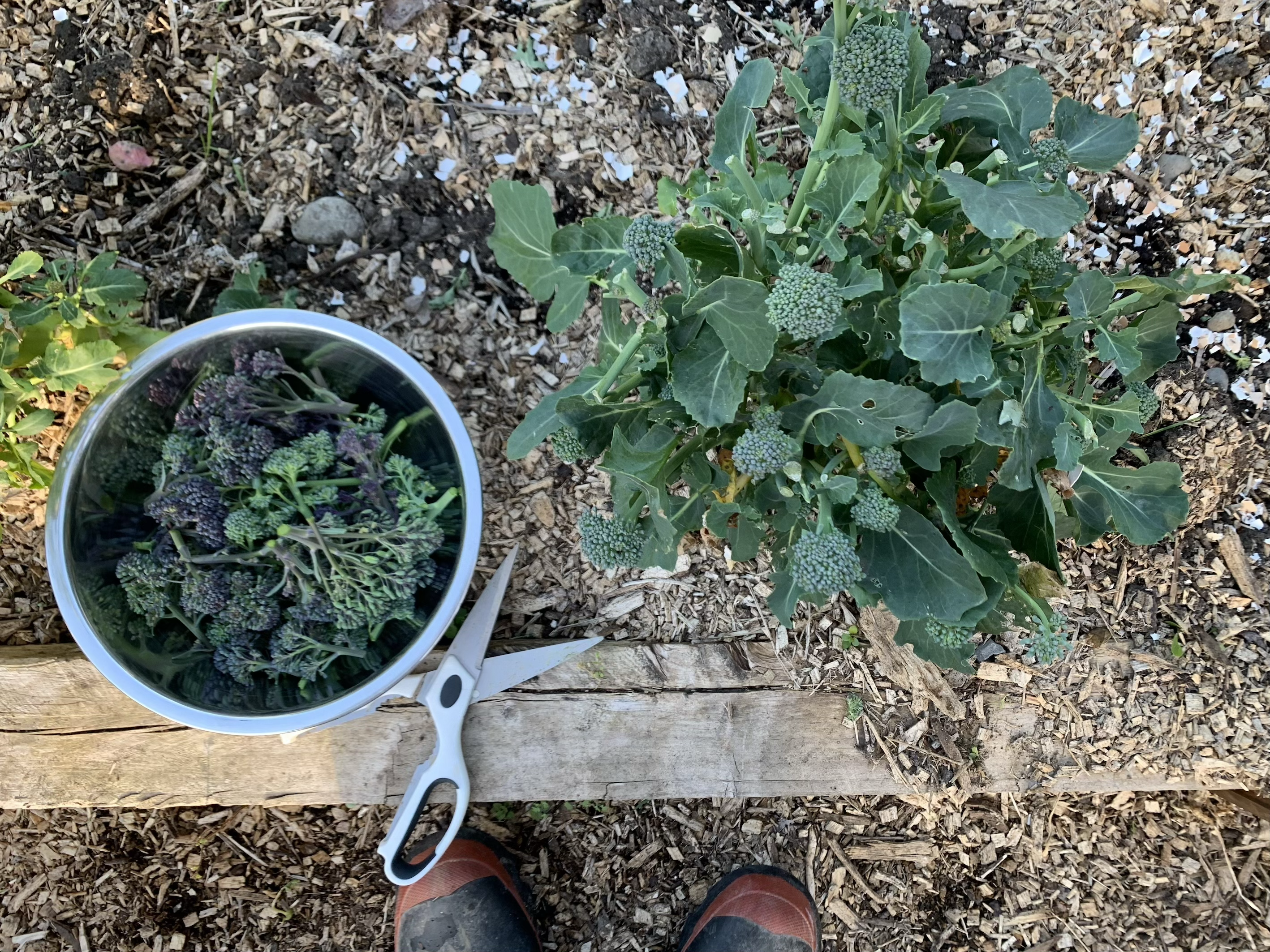 PERRENIAL SPROUTING BROCCOLI