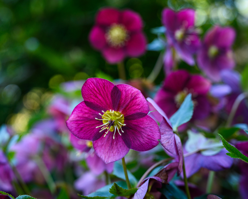 Hellebores Thumb