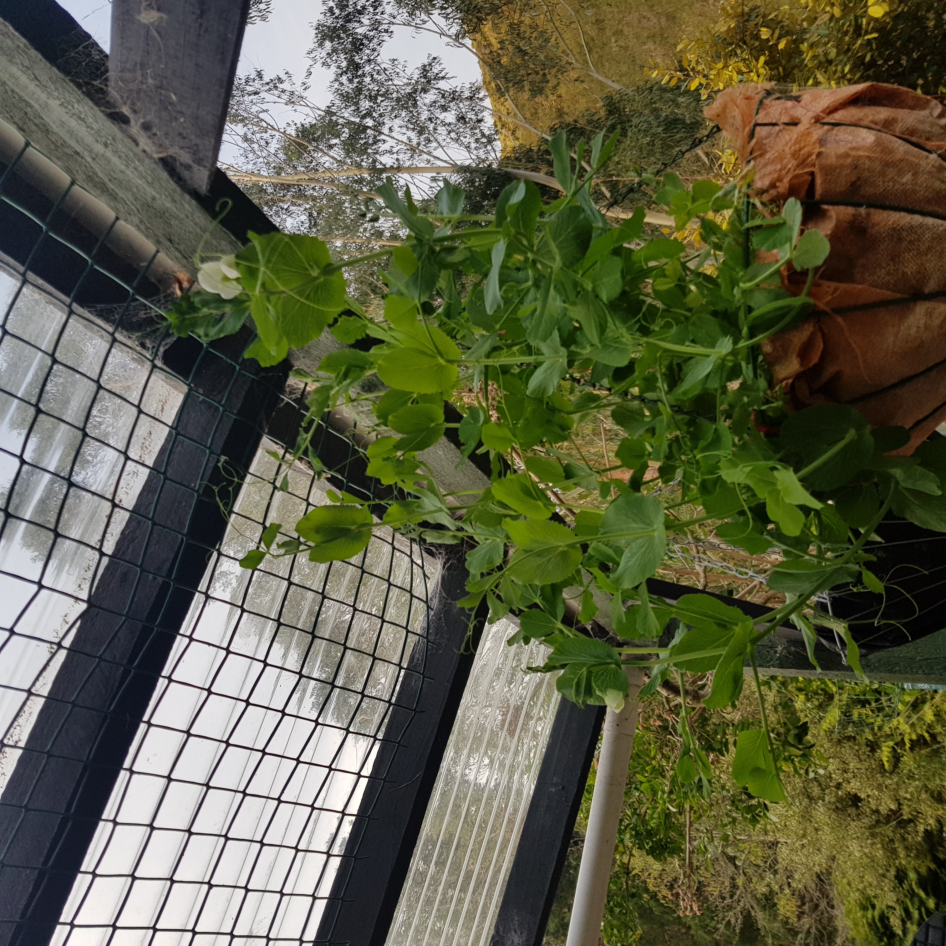 Support the Hanging Peas 