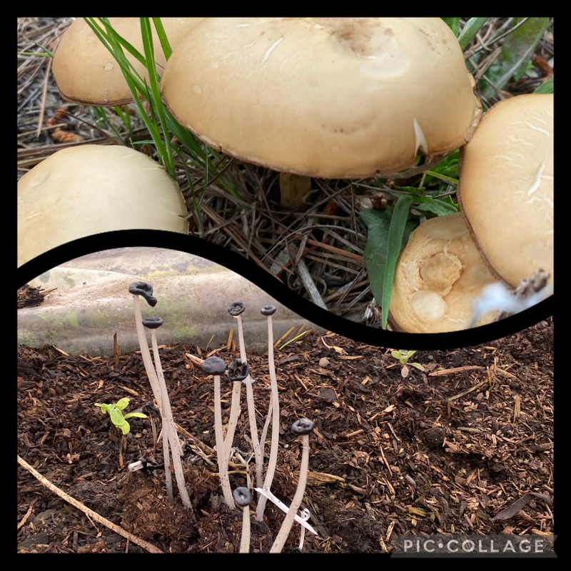 Fungus among us