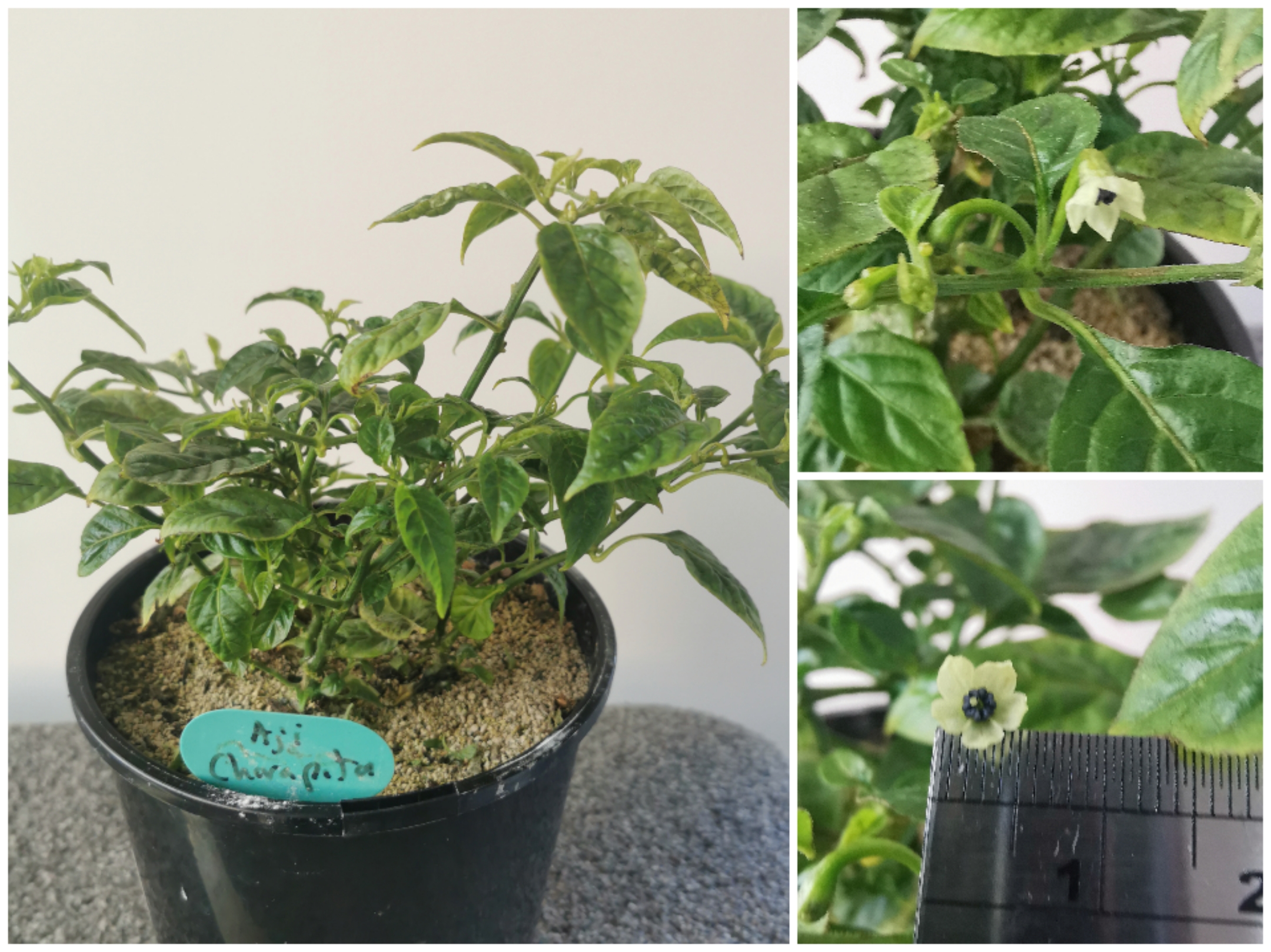 Aji Charapita... The second attempt. 