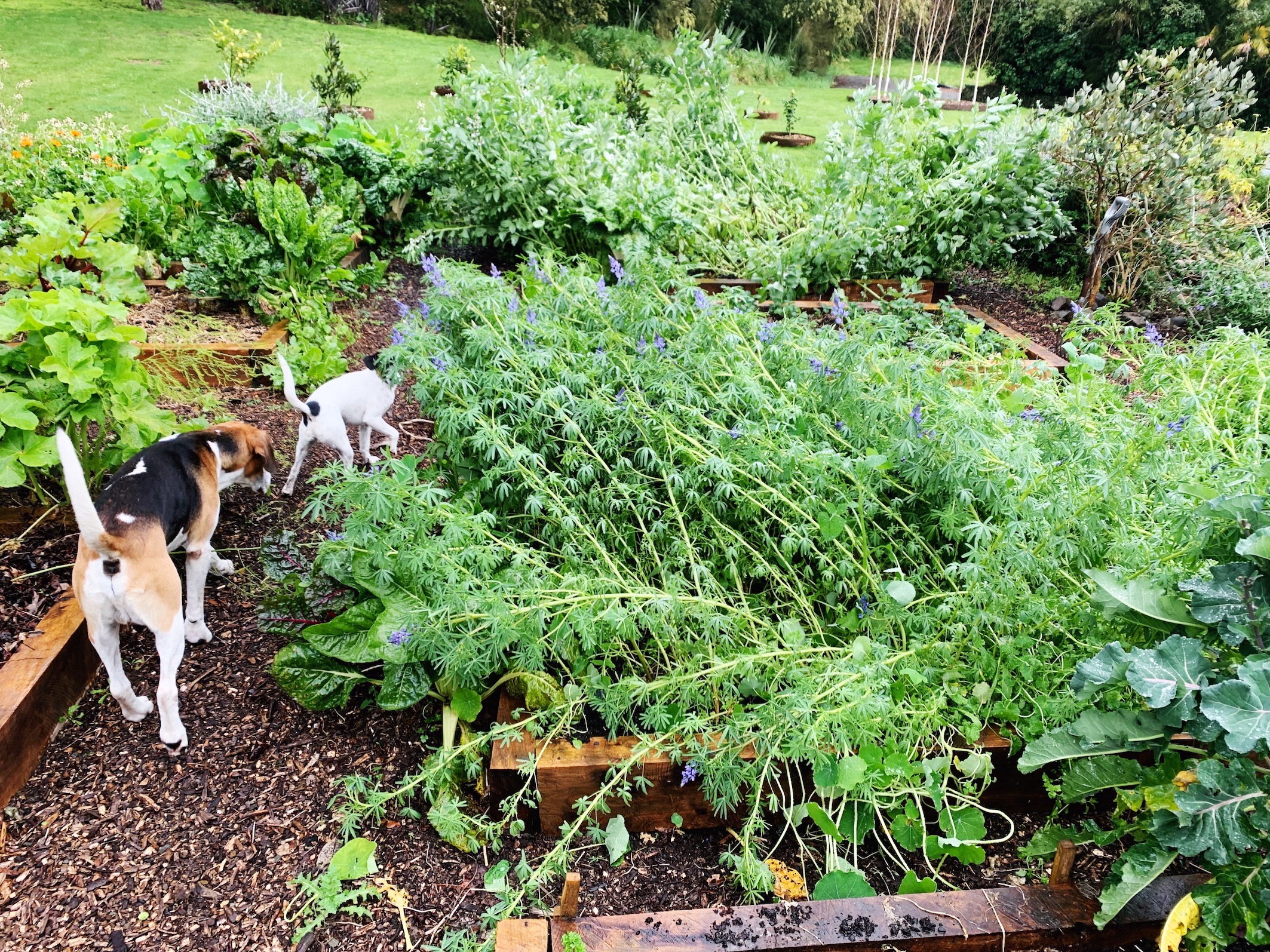 A SIGN FROM THE HEAVENS