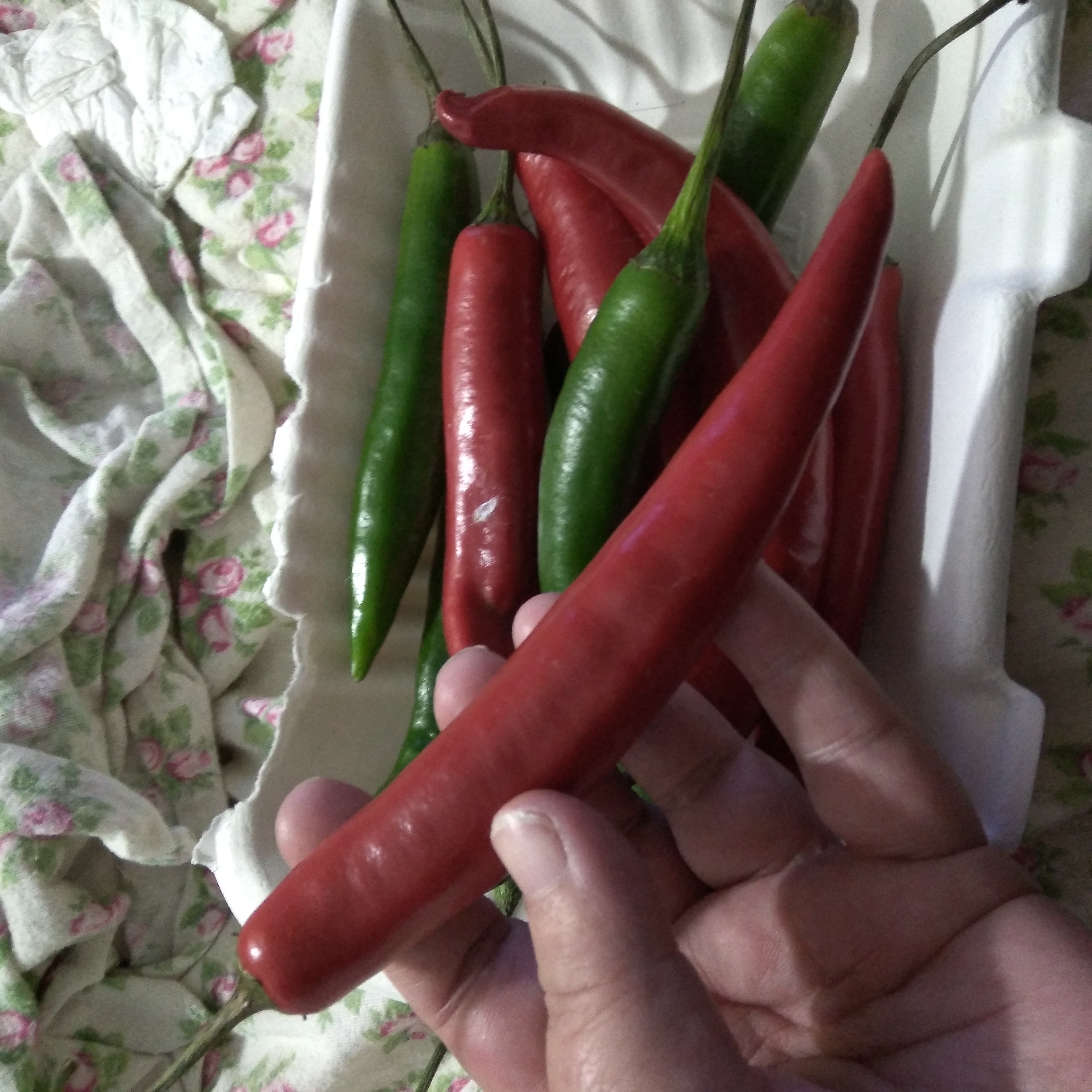 I.D QUESTION ... HELP