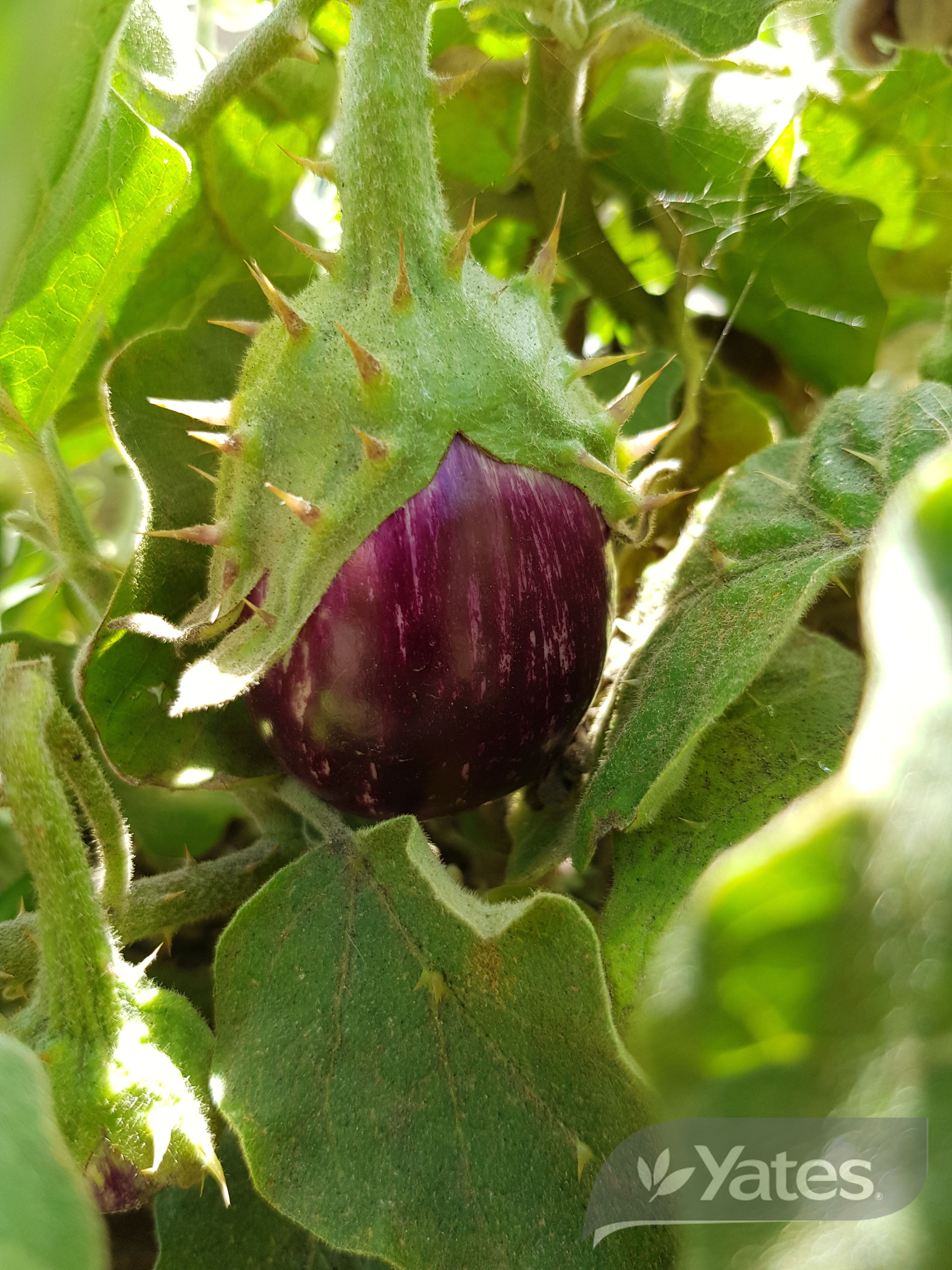 Yts Egglant Baby Brinjal In Situ Product