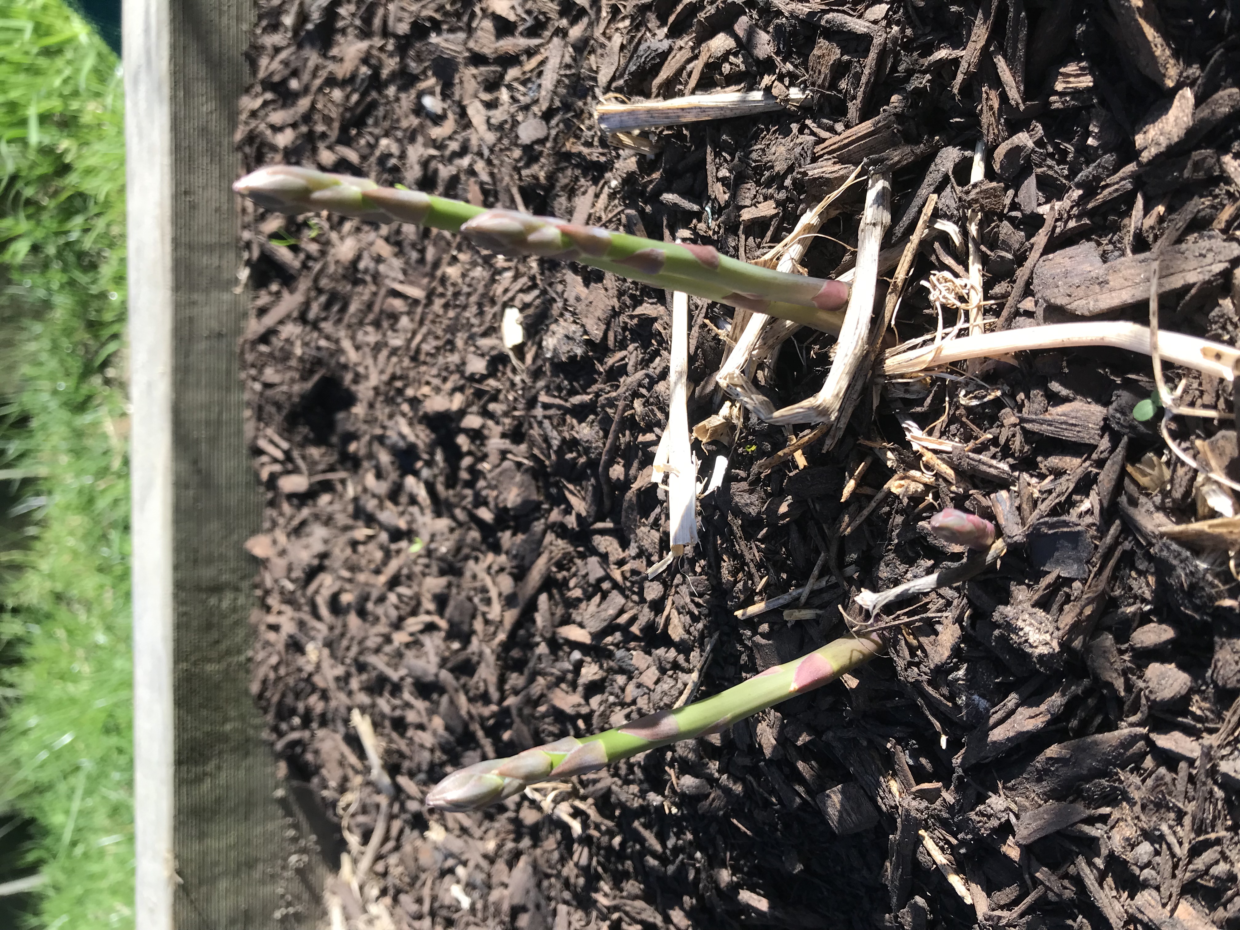Second year asparagus 