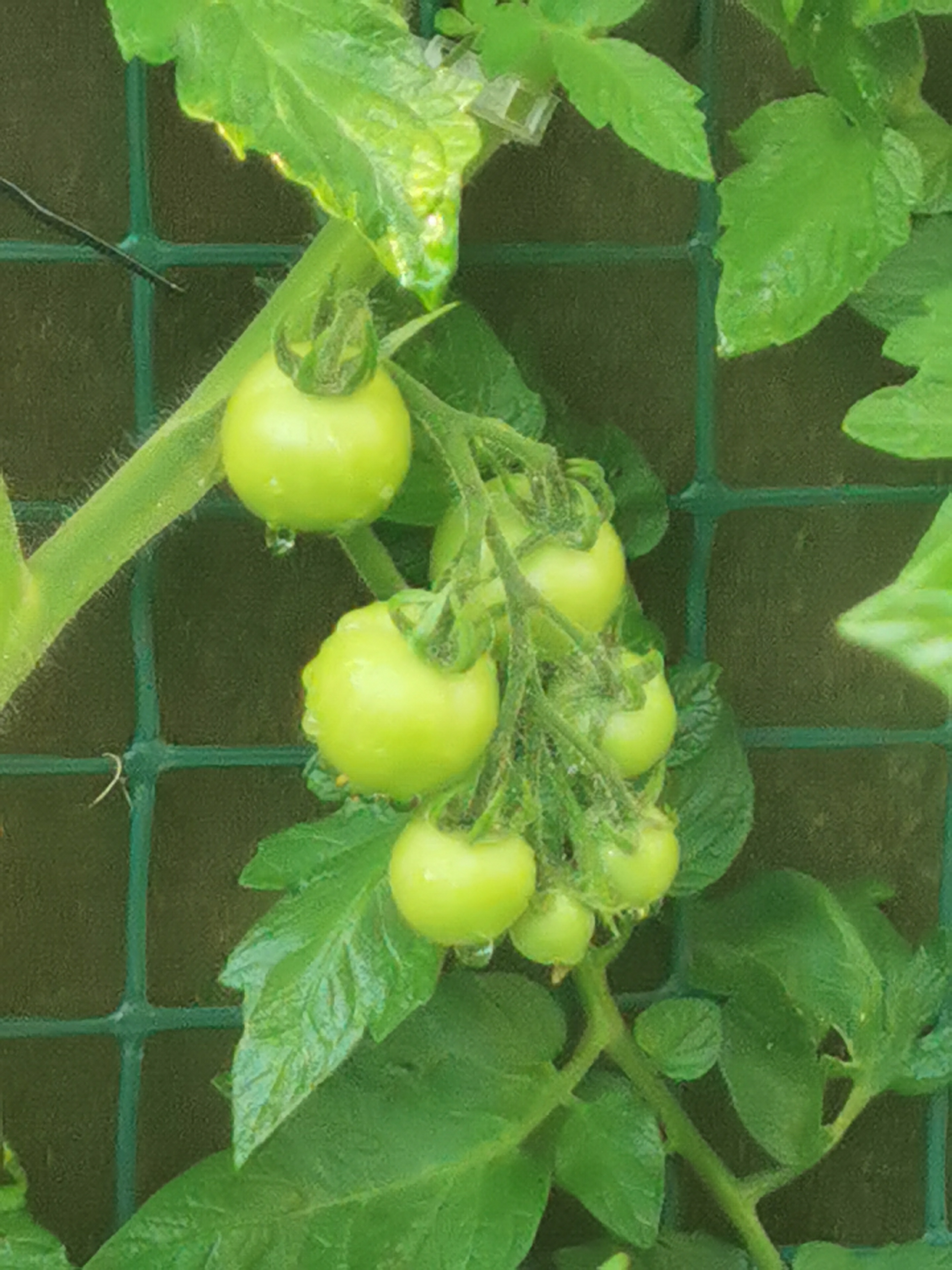 There is an early lead in the Tomato race! 