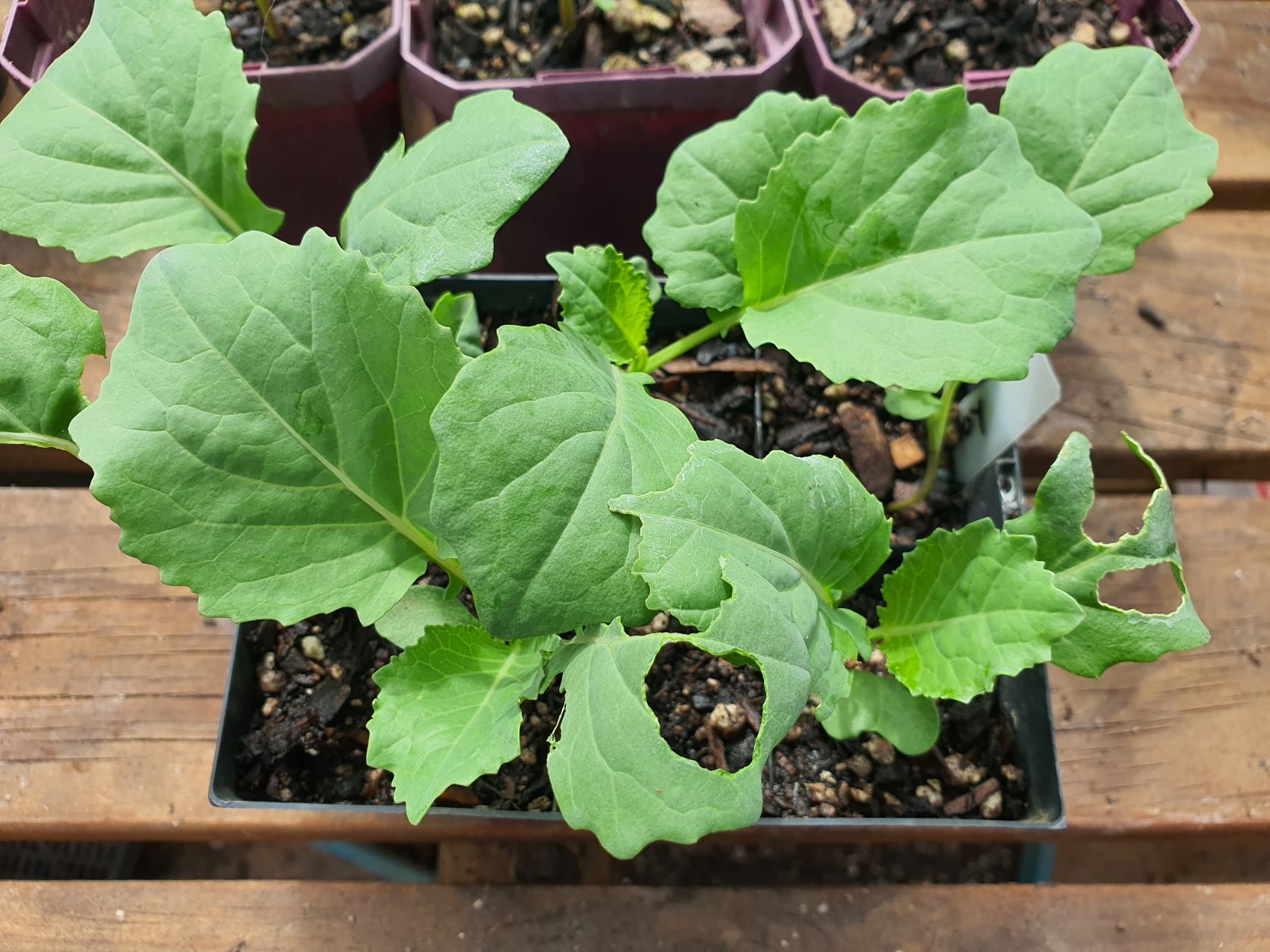 Friday Top Tips – Pests