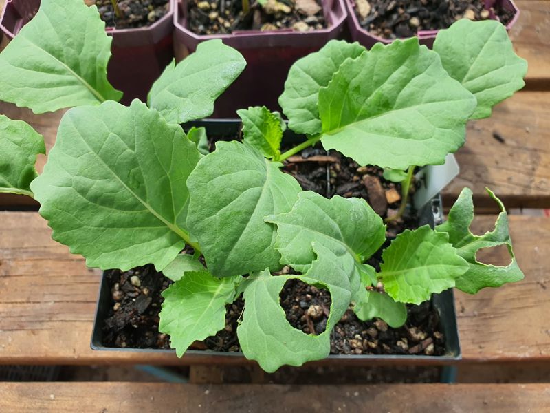 Friday Top Tips – Pests